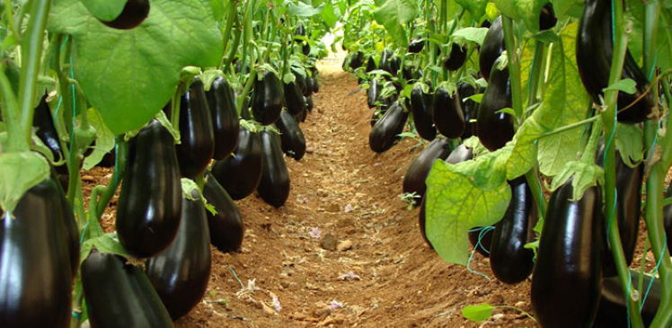 Bir Ahbablık Meselesi