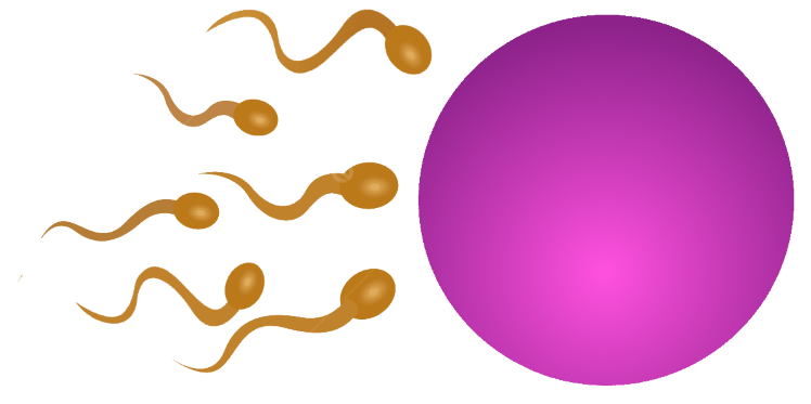 İnsan Bedeni: 40.ncı Gün Mucizesi